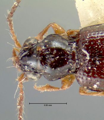 Media type: image;   Entomology 28693 Aspect: pronotum dorsal